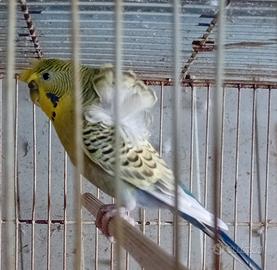 Coppia pappagallini ondulati hagaromo