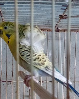 Coppia pappagallini ondulati hagaromo