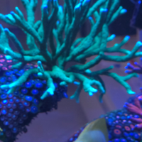 Coralli Mandipora digitata green