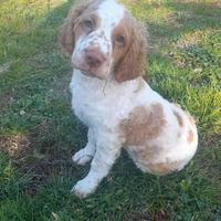 Lagotto/springer da tartufi maschi
