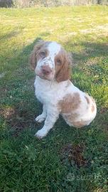 Lagotto/springer da tartufi maschi