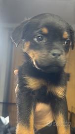 Femmina rottweiler cucciola 60 giorni