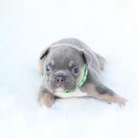 Cuccioli di Bulldog Francese