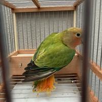 Inseparabile opalino verde