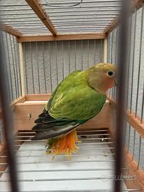 Inseparabile opalino verde