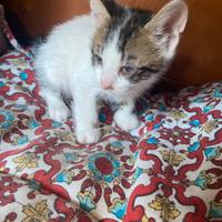 Gattini