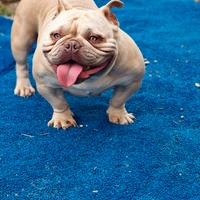 American bully exotic