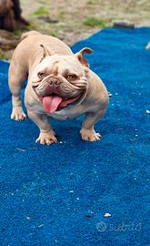 American bully exotic