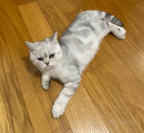 Gatto Scottish Straight