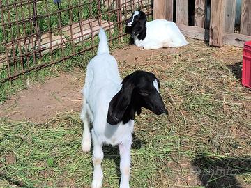Caprette maltese