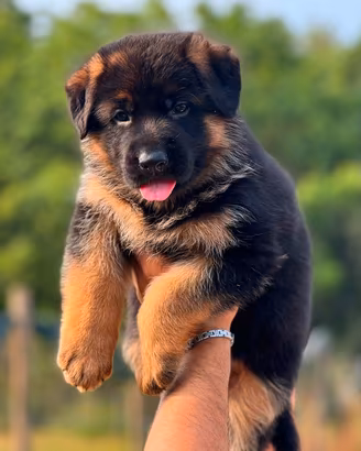 splendidi cuccioli di pastore tedesco