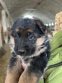 Cuccioli pastore tedesco