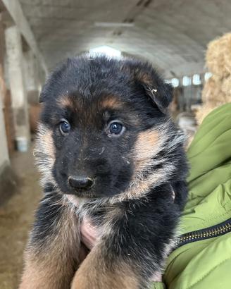 Cuccioli pastore tedesco