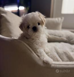 Maltese coreano maschio