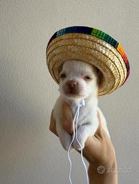 Chihuahua toy cuccioli maschio e femmine