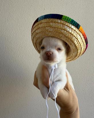 Chihuahua toy cuccioli maschio e femmine