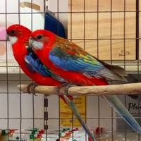 Pappagalli Roselle