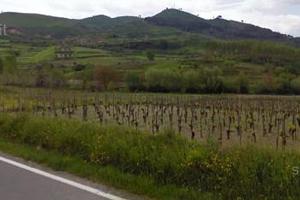 Terreno Agricolo: Vigneto - Uliveto- Sem.- Irriguo