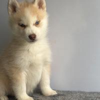 Siberian Husky con pedigree enci