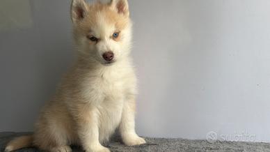 Siberian Husky con pedigree enci