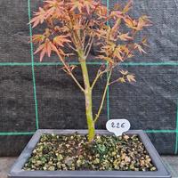 Bonsai Acero Palmato Verde Giapponese 226