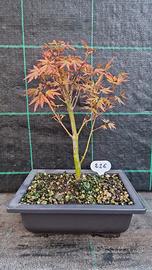 Bonsai Acero Palmato Verde Giapponese 226