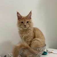 Maincoon riproduzione con pedigree