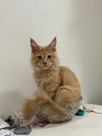 Maincoon riproduzione con pedigree