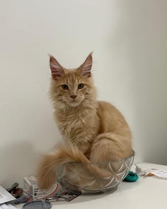 Maincoon riproduzione con pedigree