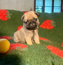 Carlino cuccioli-Allevamento ENCI-FCI