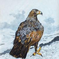 Dipinto " l' aquila reale" paolo Grossetto