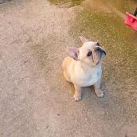 Bulldog Francese