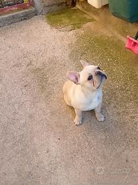 Bulldog Francese