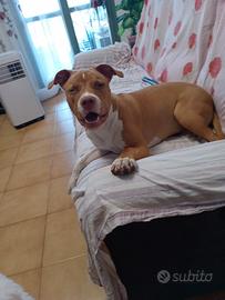 Pitbull
