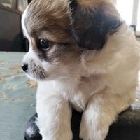 Disponibile maschio chihuahua