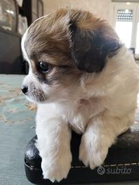 Disponibile maschio chihuahua