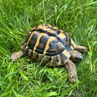 Testudo Hermanni maschio con microchip/cert