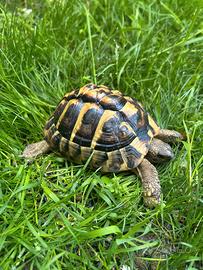 Testudo Hermanni maschio con microchip/cert