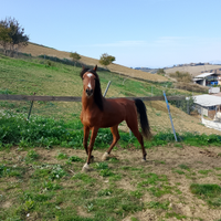 Puledro 3anni