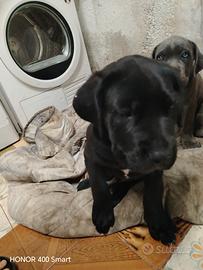 Cane corso