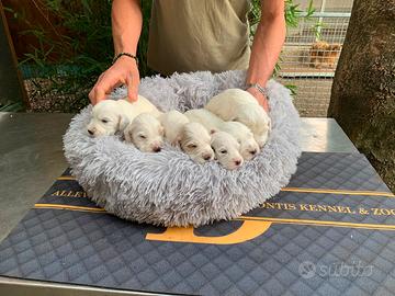 Cuccioli setter inglese