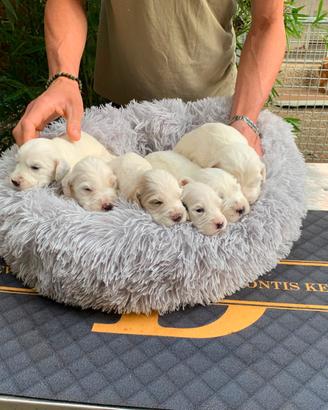 Cuccioli setter inglese