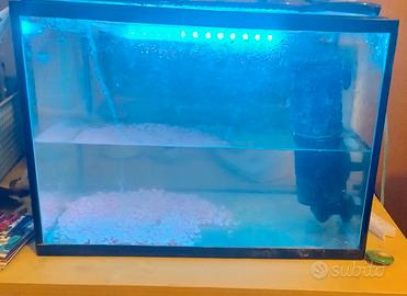 Acquario + pesce