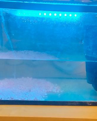 Acquario + pesce