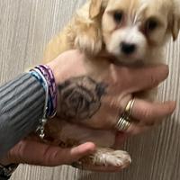 Cuccioli maltese x barboncino