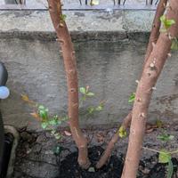 piante eugenia myrtifolia