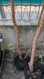 piante eugenia myrtifolia