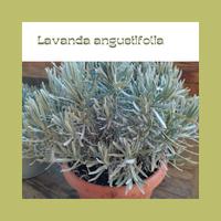 lavanda