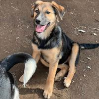 Cucciola in adozione