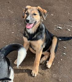 Cucciola in adozione